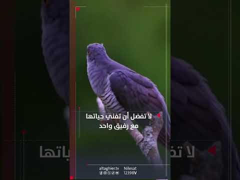 شاهد بالفيديو.. محتالة وخائنة .. أنثى 