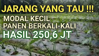 TANAMAN PALING MENGUNTUNGKAN - TALAS BENENG PROFITABLE FARMING