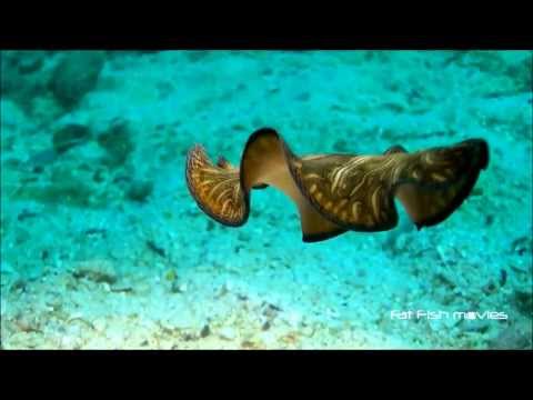 Vidéo YouTube - yzvLZJsfd2c