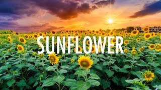 Post Malone, Swae Lee – Sunflower (Lyrics) 🎵