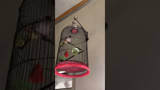 Download lagu KUTILANG 10 JUTA mp3 Download lagu KUTILANG 10 JUTA mp3