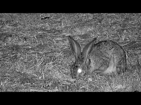 Djuma: Scrub Hare feeding - 23:06 - 08/10/21