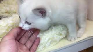 ラグドールの動画01