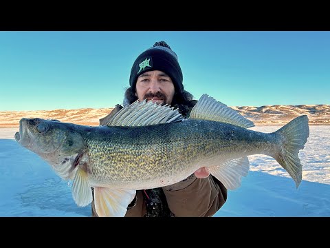 Can't Catch Walleye's? TRY This Method! Underwater Footage!