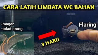 Download lagu THIS IS HOW!! | How to train Channa Limbata Wc Mager so she can be active and flaring mp3 Download lagu THIS IS HOW!! | How to train Channa Limbata Wc Mager so she can be active and flaring mp3