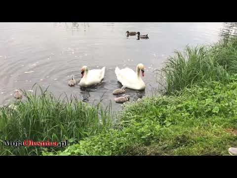 16/05/2019 Oleśnica - swan rescue operation