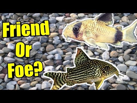 The TRUTH About Keeping CORYDORAS ON GRAVEL