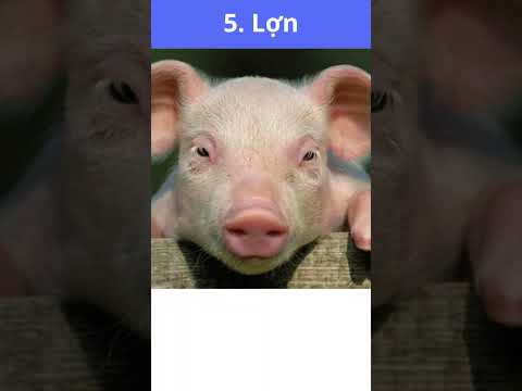 トップ 10 ロアイ ワット トン ミン ニャット Thế Giới