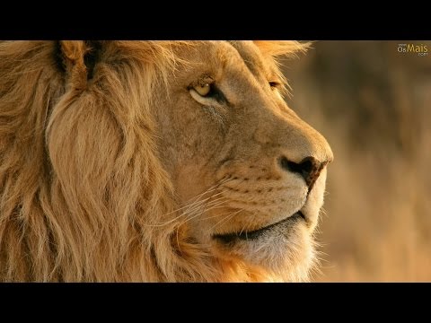 Pr. Marcos Alexandre - Ouvir e Crer - Ele Ruge