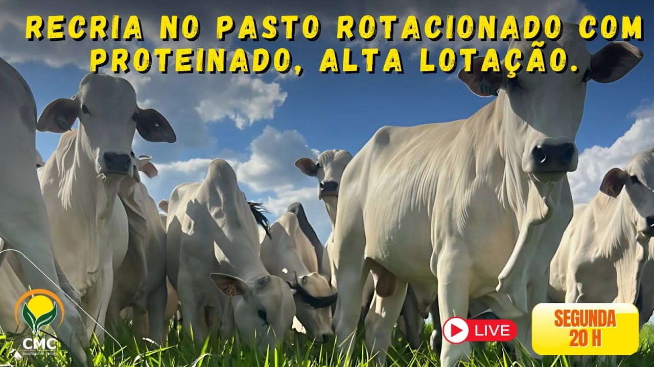 RECRIA NO PASTO ROTACIONADO COM PROTEINADO, ALTA LOTAÇÃO.