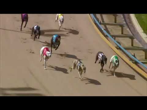 Horse, Greyhound and Harness Race- Punter Fails- 16/10/2023