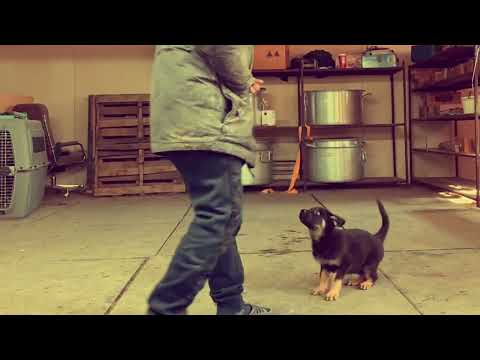 Inca v Haus Le (Bond v Haus Le x Dora Ja Na Ka) 8 weeks