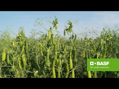 Corum - ny standard för ogräsbekämpning i ärter och bönor