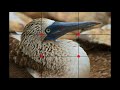Video Tutorial Galapagos Composition