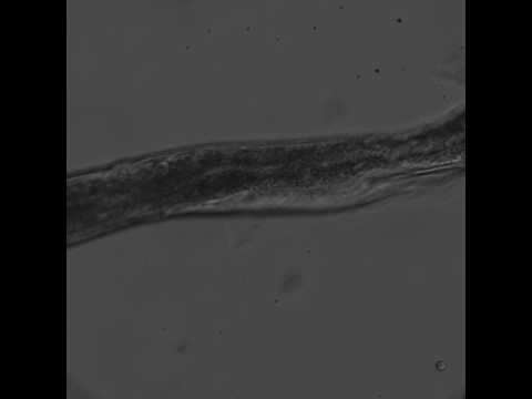 Injection CRISPR DNA C. elegans roundworm