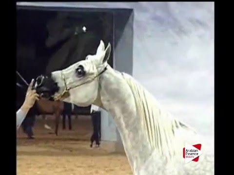 N.130 FATINA - Ajman 2016 - Mares 9 years old and above (Class 6)
