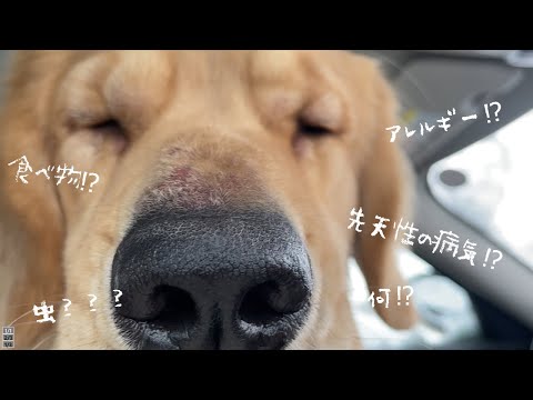 犬の顔が腫れる:原因