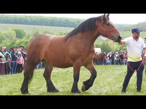 Iapă grea Titut Yannis de la Baciu - Cluj  2022