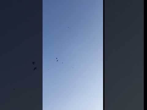 Small clip of the cliff swallows that come out in the evening making this site almost bug free.