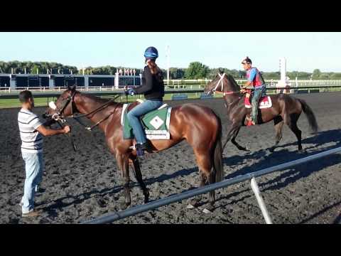 Somali Lemonade is feisty.