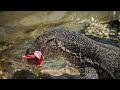 Water Monitor Lizards Ferocious Predators Of The Wild