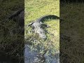Gator!!