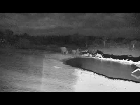 Djuma: Small herd of Elephants come in as they keep eye on the leopard - 21:21 - 11/17/18