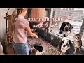My Pets Cozy Night Routine Guinea Pigs Bunny Cats Dog