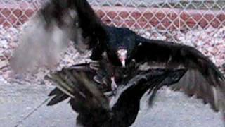 preview picture of video 'Turkey Vulture fighting/mating (?) in Allen Park Mi. Episode 2.'