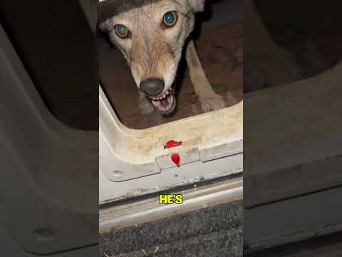 This Man Tamed a Coyote. @timberthecoyote