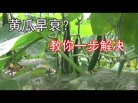 , title : '种植的黄瓜，为什么会出现早衰？如何防治和补救，你是否了解？【付老师种植技术团队】'