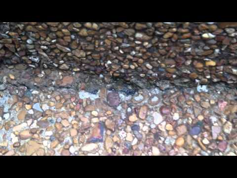 Huge Ant Trail in Aberdeen, NJ