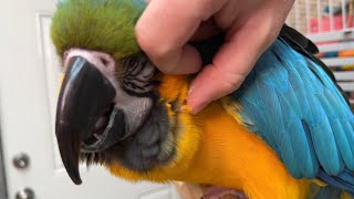 Slow Opening Pin Feathers on a Blue and Gold Macaw Parrot