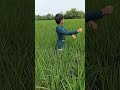 Annadata Oho Annadata Song
