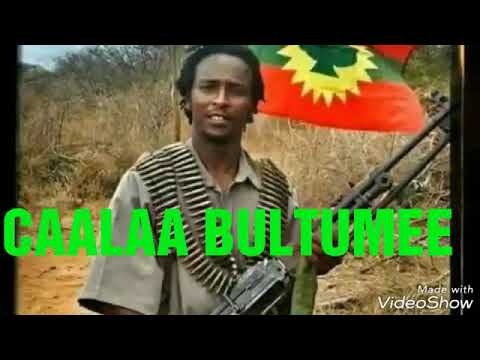 Artsti caala bultume