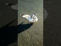 dancing seagull (eden_hazard) - Známka: 1, váha: velká