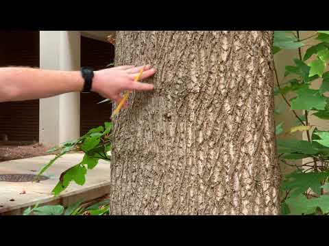 Liriodendron tulipifera B