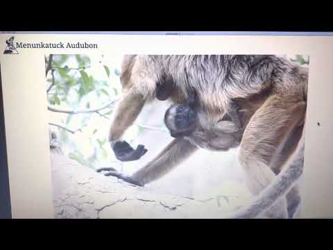 Photos from Brazil- Presentation to Menunkatuck Audubon