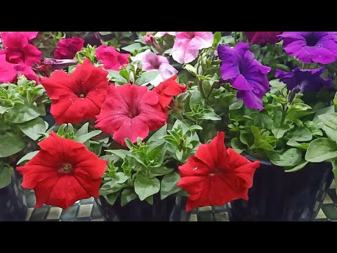 Many Types of Petunias/Winter-Spring Flowering Plant #Shorts Fahmida's Gardening