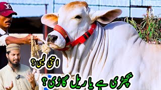 American Brahman Now in Pakistan | ASMEY Cattle Farm | Cattle Market Karachi | Bakra Eid 2024