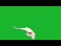 Group Of Pigeons Flying Green Screen Effect