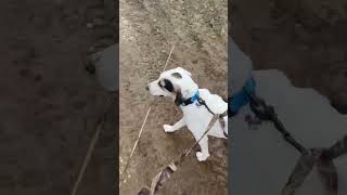 Video preview image #1 Mutt Puppy For Sale in Westwood, NJ, USA