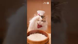 総勢10匹による寿司職人 #猫の日　#猫　#ねこ　#寿司　#グルメ　#shorts