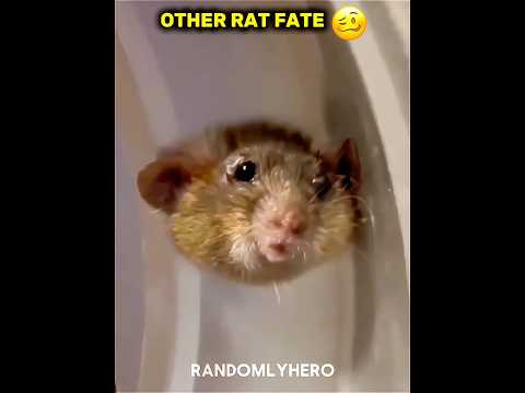 Other Rat Fate 🐀vs Last one 💀