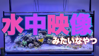 【海水魚動画】120cm水槽を水中カメラっぽく撮ってみた！＃229