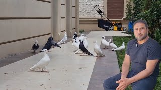 Ekber Eliyevin Goyercinlerinin ucusu 18062025Bakigoyercinleri2025 PigeonsBaku2025 goyercin