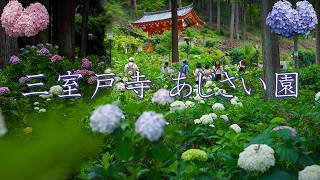 Download lagu Mimuroto-ji Temple Hydrangea Garden 2026 mp3 Download lagu Mimuroto-ji Temple Hydrangea Garden 2026 mp3