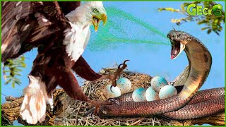 30 Tragic Moments | Eagle Claws Easily Defeat Snakes || Wild Animals Attack 2024