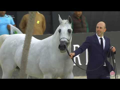N 188 PUYSTYNNA FIESTA   Al Shiraa International Arabian Horse Show 2020