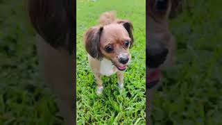 Video preview image #1 Shih Tzu-Unknown Mix Puppy For Sale in Weston, FL, USA
